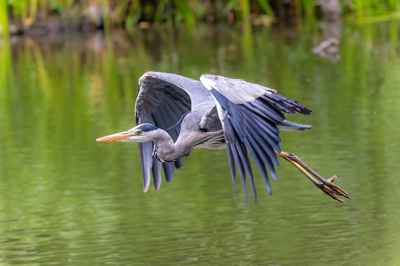 Wildlife Moments